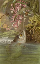 Schützenfisch